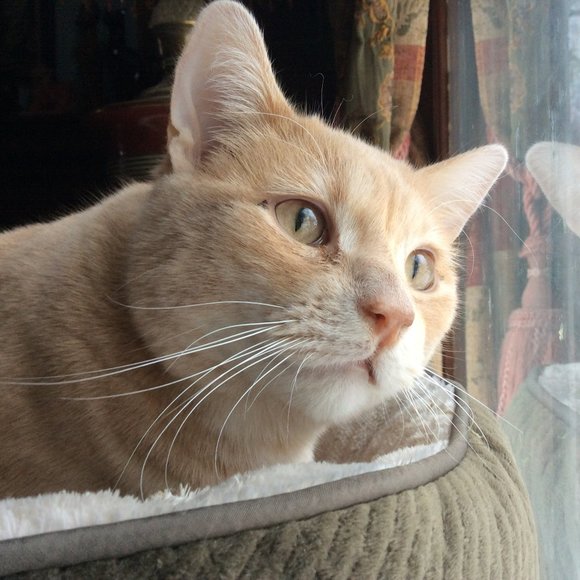 Meet your Posher - Picture 1 of 4